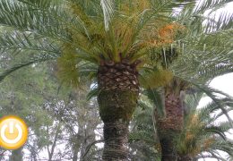 El escarabajo picudo rojo obliga a talar 12 palmeras en Badajoz desde 2014