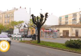 Cabezas pide parar la tala de árboles de Carolina Coronado