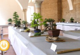 Inaugurada una exposición de bonsáis en La Galera